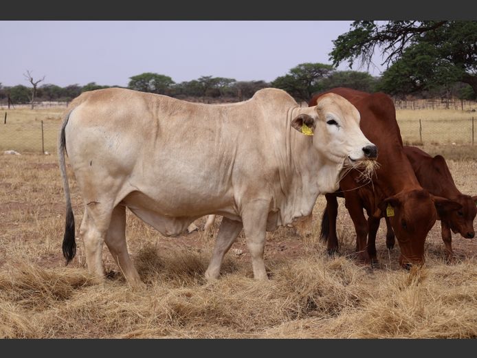 23-0012HR | OMAKWARA BORAN STUD