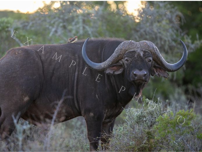 BUFFALO BULL (HARD BOSS) | SIGNATURE WILDLIFE