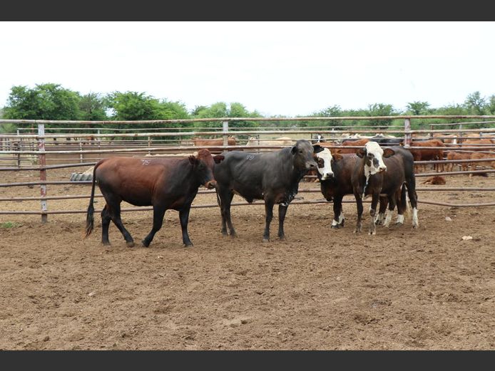 Commercial Animals | JP du Preez