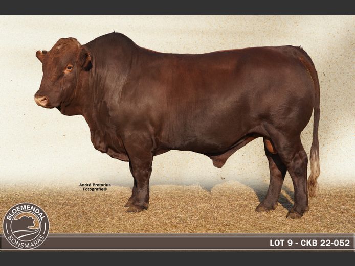 CKB220052