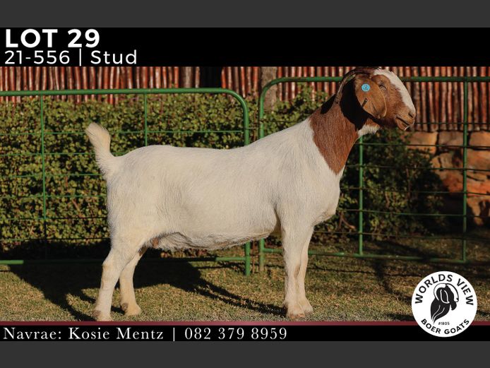 210556 | WORLDS VIEW