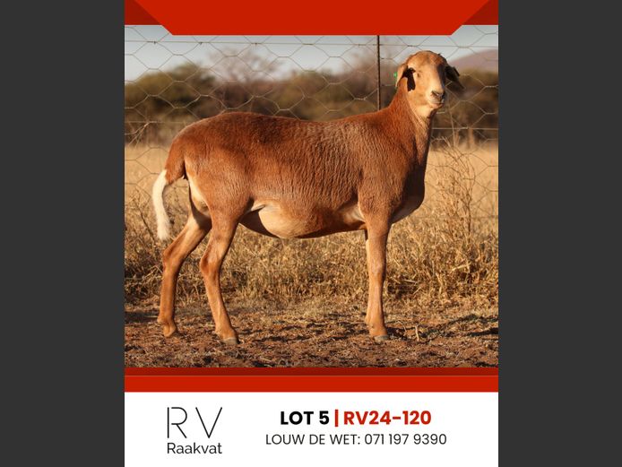RV24-120 | RAAKVAT BOSVELDERS