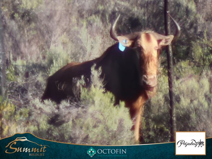 26" GOLDEN WILDEBEEST BULL