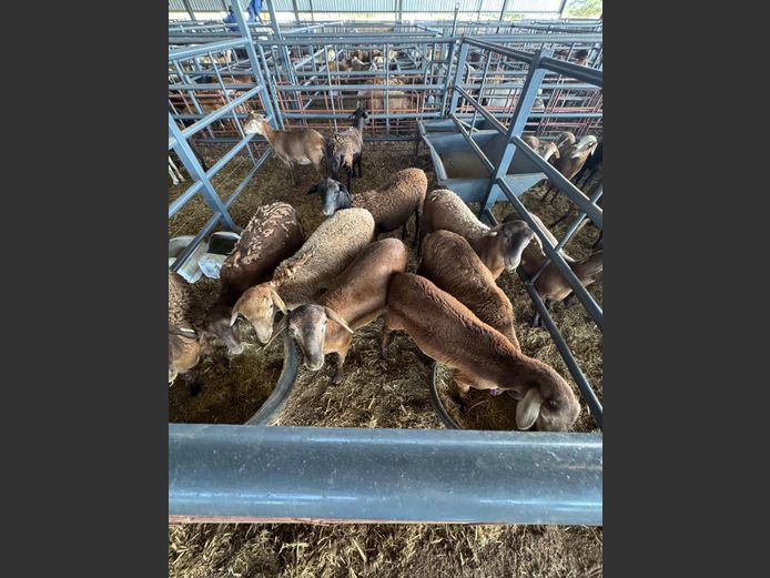 MEATMASTER | LOUMA BOERDERY