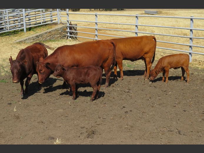 Commercial Animals