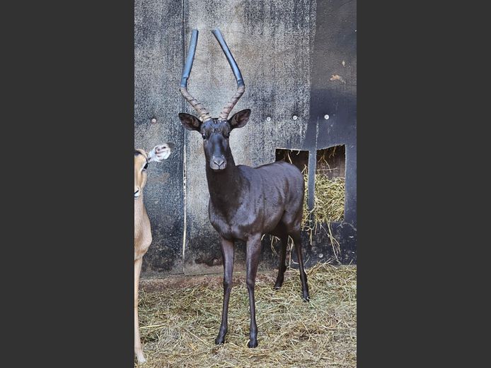 SWART ROOIBOK | SCHOEMAN BOERDERY