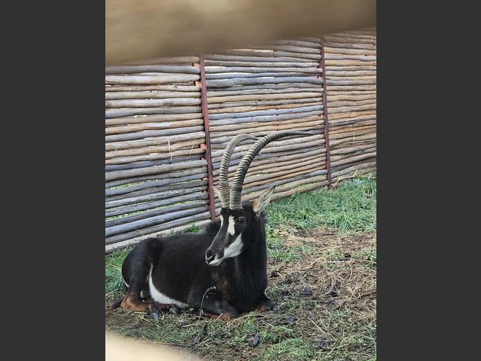 SABLE BUL