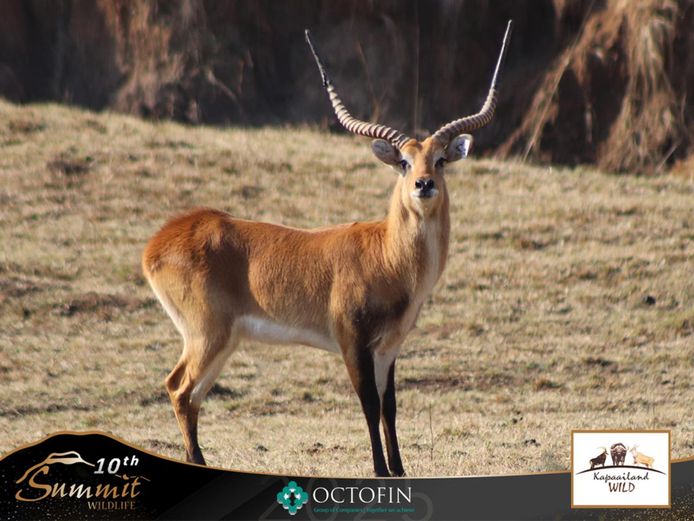 29 4/8" Lechwe Bull "Wide Boy"