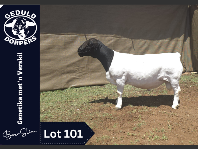 126 22 0185 | Geduld Dorpers