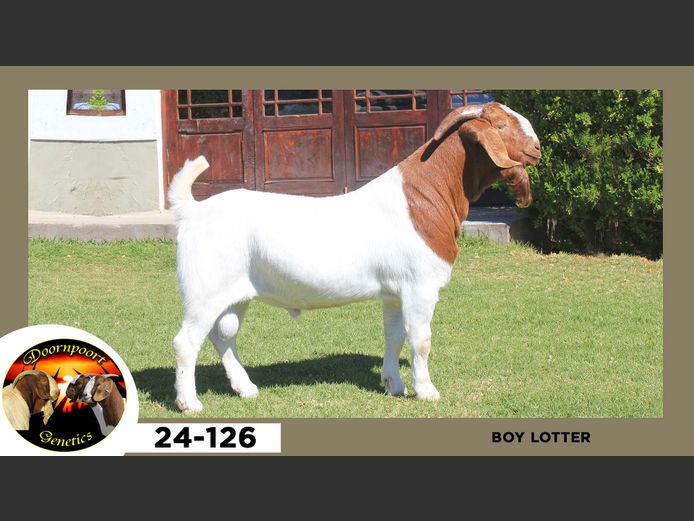 24-126  |  Boy Lotter
