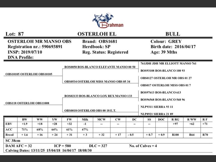 OSTERLOH BRAHMAN OBS1681