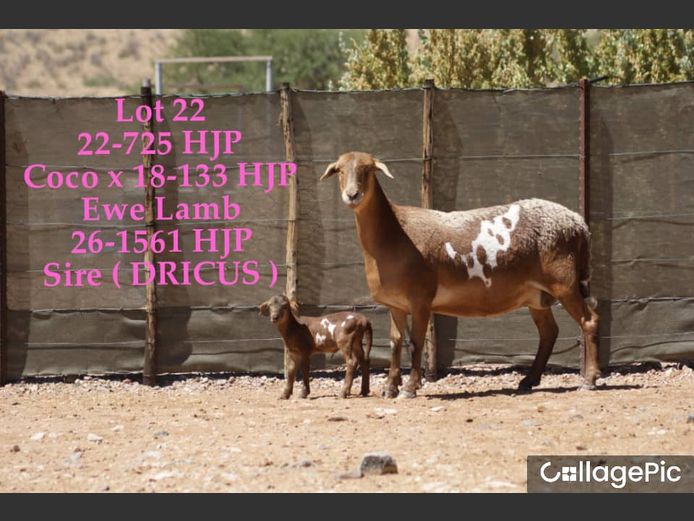 22-725 HJP | SORENTO MEATMASTERS