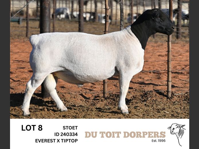 240334 | DU TOIT DORPERS