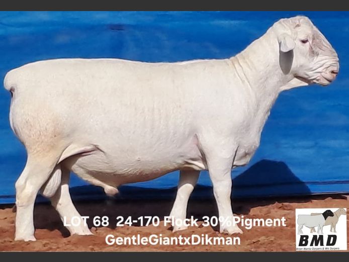 24-170  | BROER MARITZ DORPERS