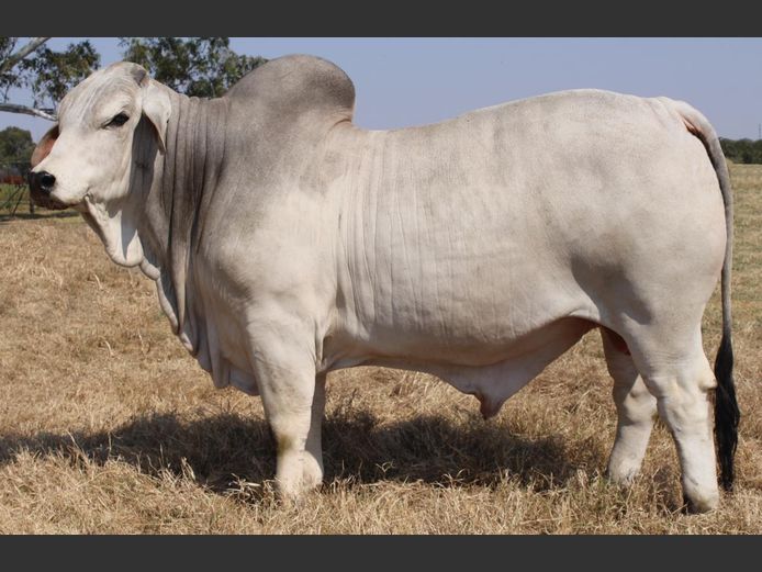 SEMEN | BOS23334 | BW STAAL EDMS BPK