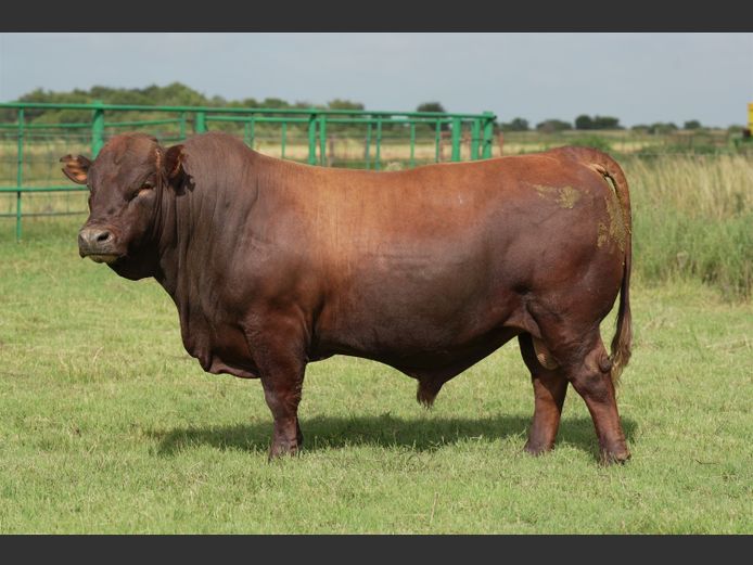 HTC230068 | HENTACOR BONSMARAS