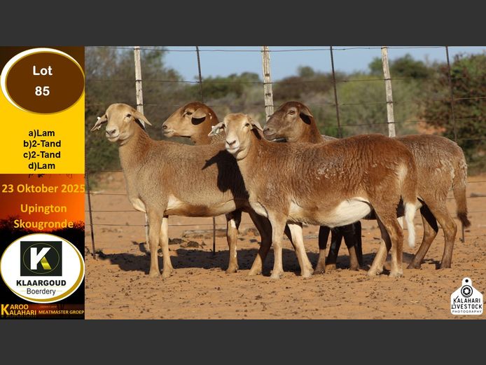 CP 85B | Chris Potgieter & Christia Scholtz - Klaargoud Boerdery