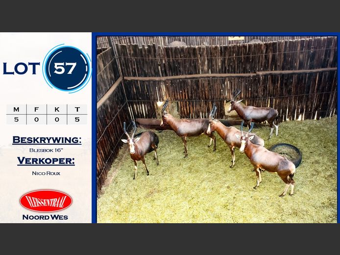 Blesbokke