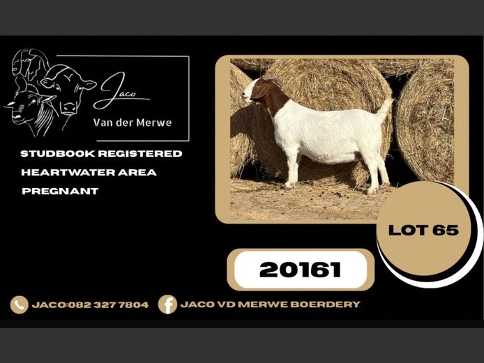 200161 | JACO VAN DER MERWE