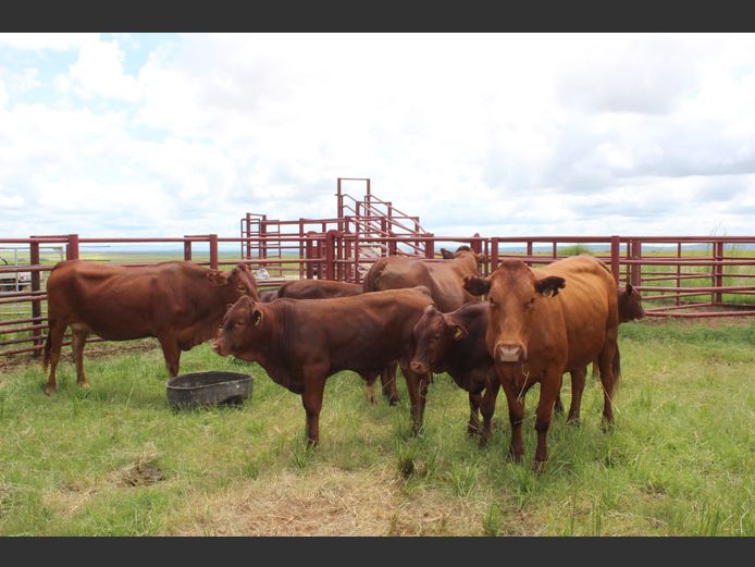 Commercial Female Animals - Netkor - Naboomspruit