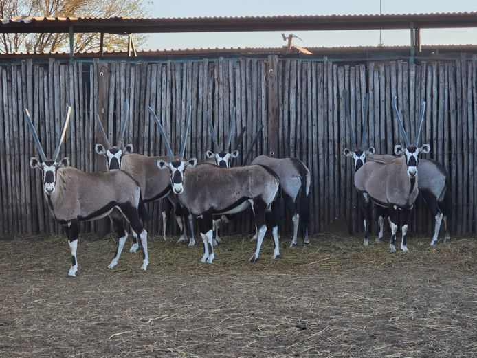 GEMSBOK | CC GAME