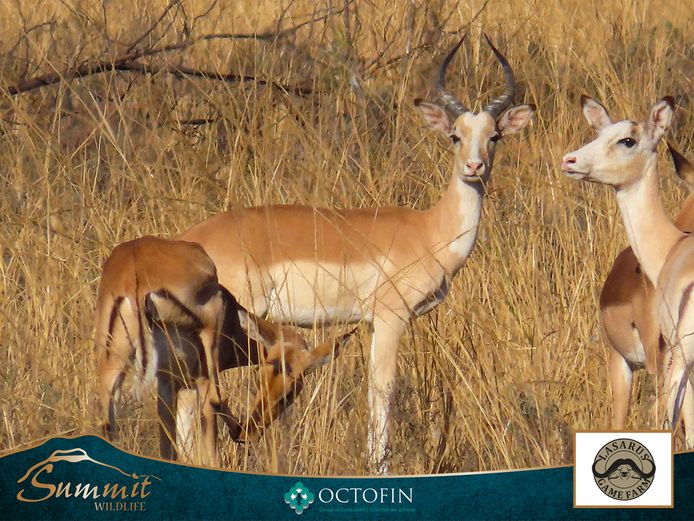 YOUNG WHITE FLANK IMPALA RAM