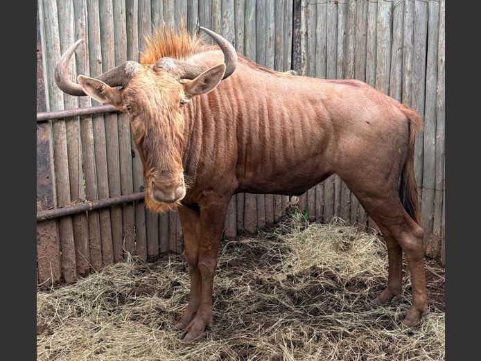 Goue Wildebees Bul