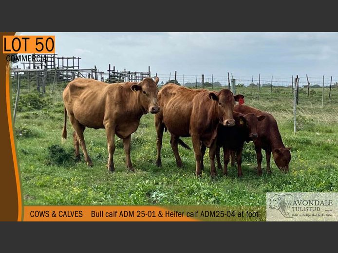 Commercial Animals | AVONDALE TULI