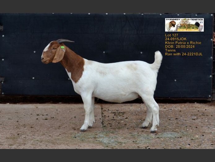 24-0915 JOK | O'KENNEDY GENETICS