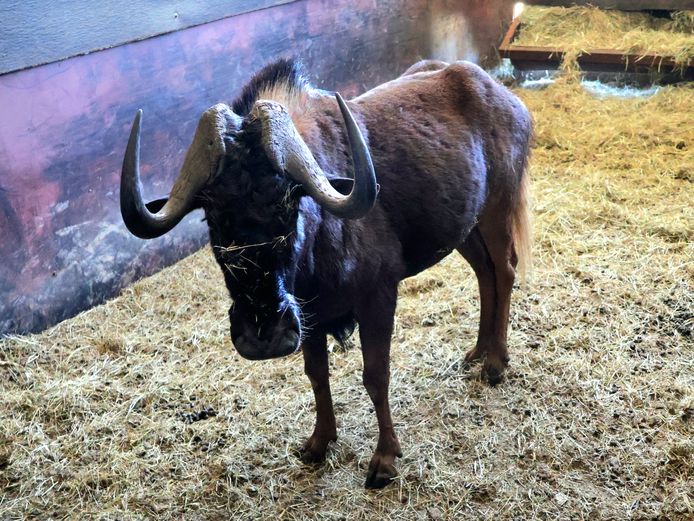 SWART WILDEBEES | AL BADENHORST