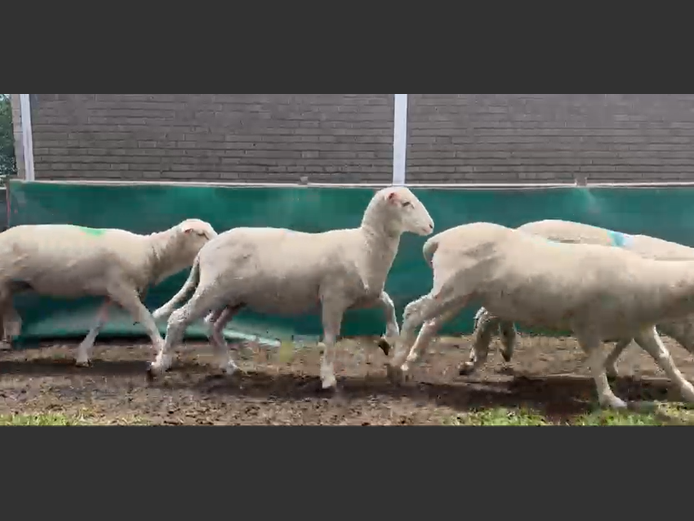 VLEISMERINO VETLAMMERS