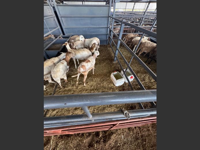 MEATMASTER | LOUMA BOERDERY