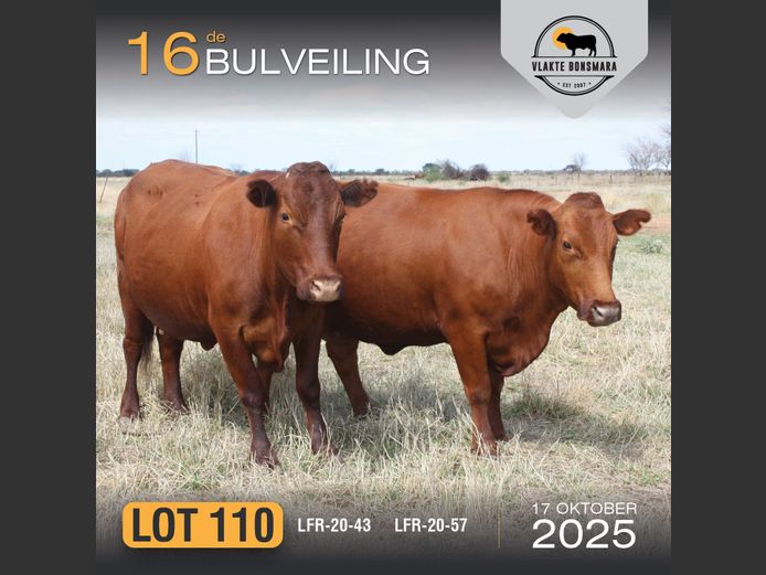 Commercial Animals | LFR BONSMARA STOET