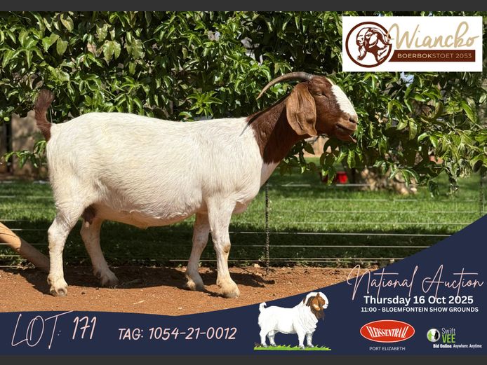 1054-21-0012 | Jacques Combrinck (Wiancko Boerbokstoet)