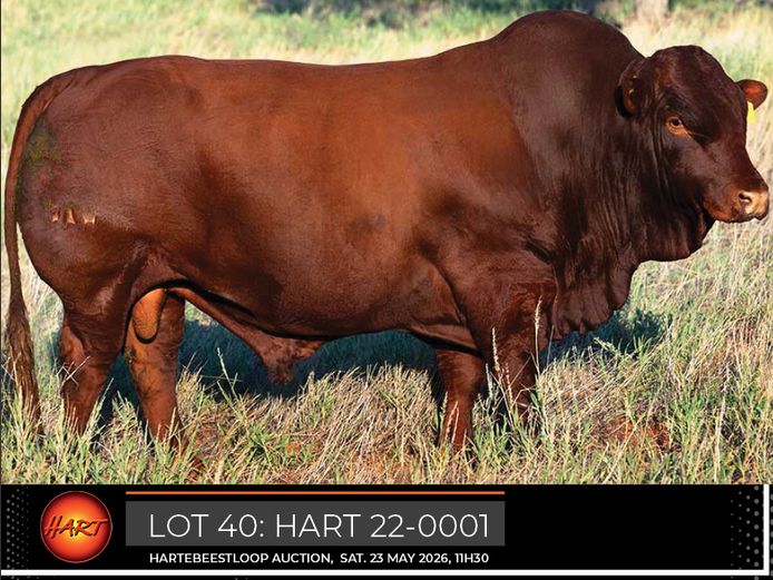 HART220001HH(c) | HARTEBEESTLOOP BONSMARA