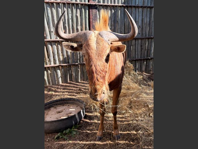 Goue Wildebees Bul