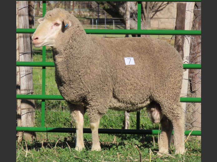 174 | Rooipoort Poenskop Merinos