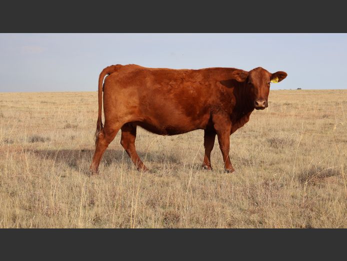 GBB2318 | GOEDGENOEG BOERDERY PTY LTD