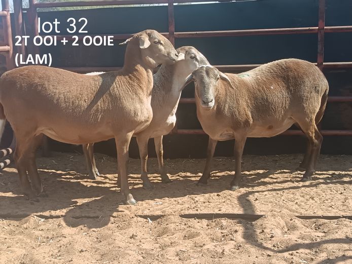 CL 24306 | COENIE VD MERWE