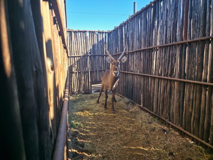 WATERBOK | HANLEY 2