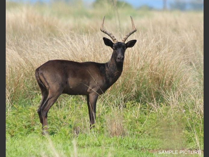 BLACK IMPALA | GOLDEN GAME WILDLIFE