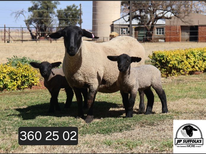 360250002 | J.I. POTGIETER