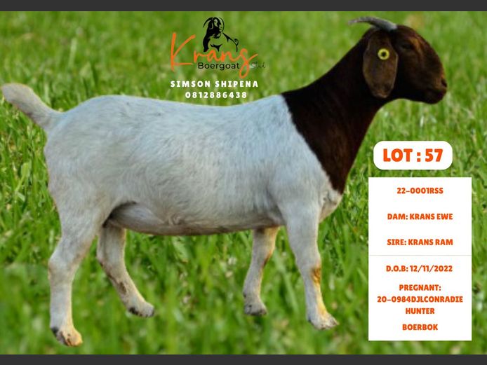 22-0001RSS | MR SHIPENA