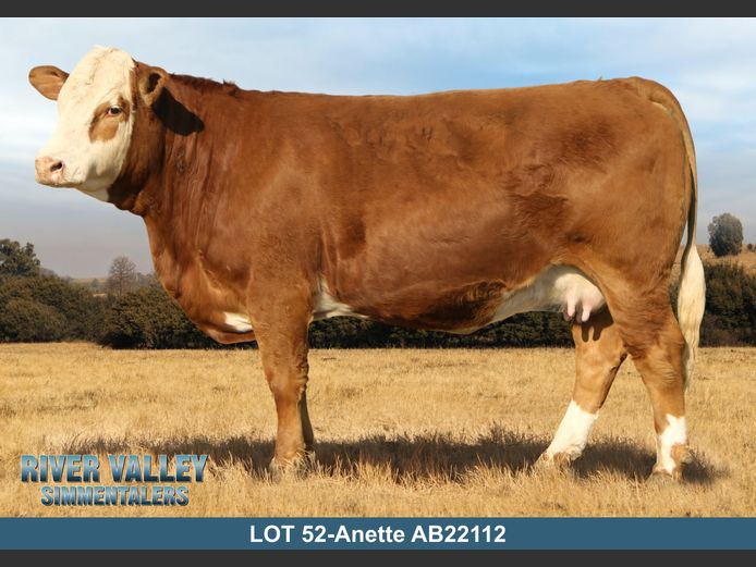 AB22112 | PA ABRAHAMSE