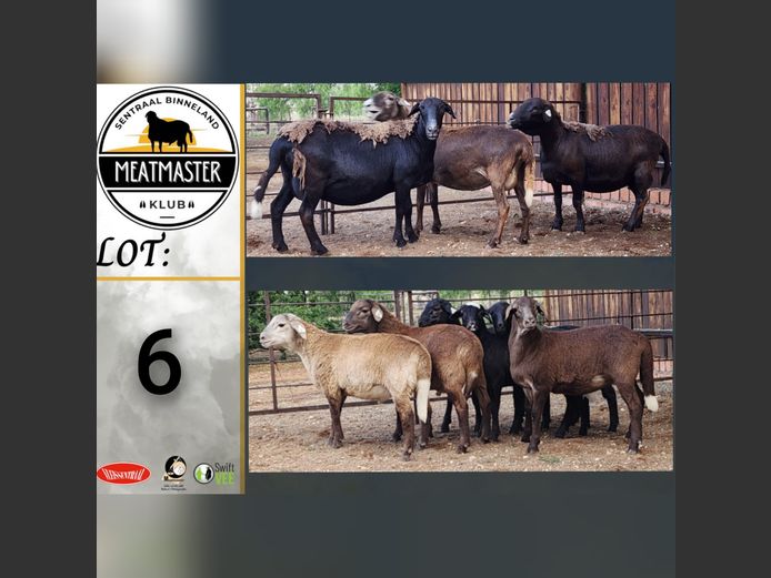 Ooie | Ja-Nee Boerdery