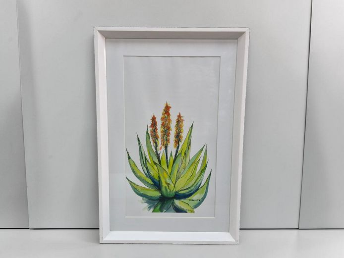 Framed Watercolor Study of a Flowering Aloe