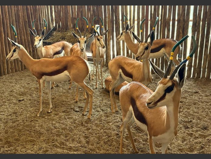 Kalahari Springbok Ooie