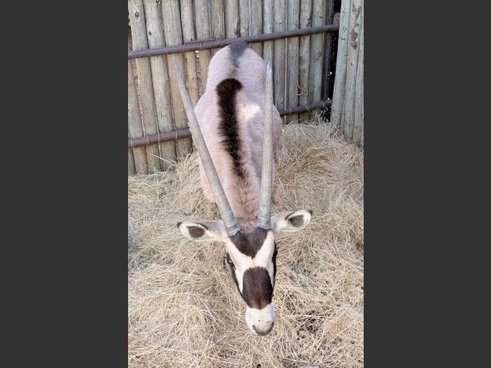 Gemsbok Bul