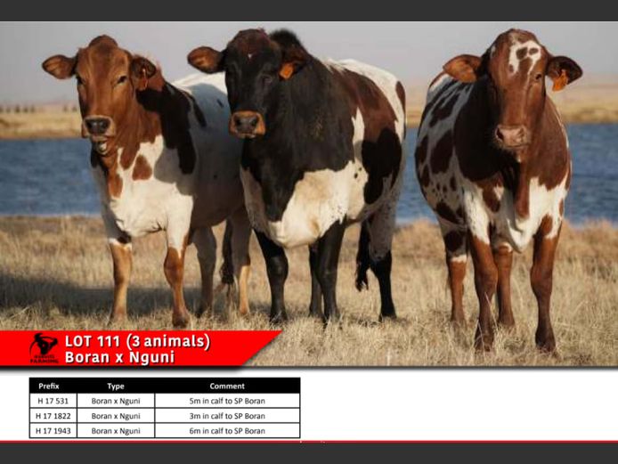 BORAN x NGUNI COWS