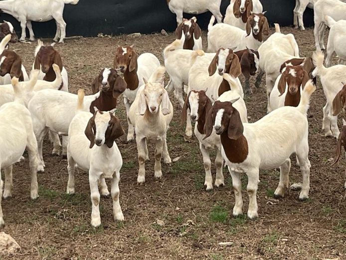Boergoat Maiden Ewe Kids